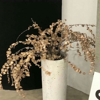 兽设拟人化设计技巧兽圈社群